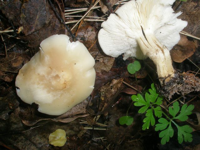 2calocybe_gambosa_2.jpg