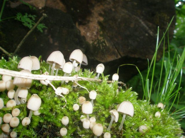 3coprinus_disseminatus_3.jpg
