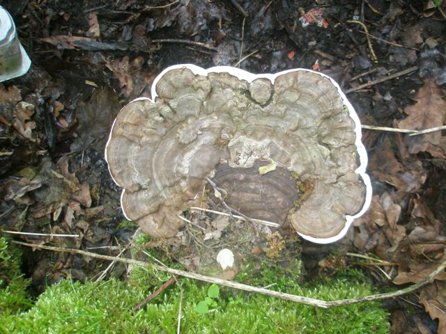 5ganoderma_applanatum_1.jpg