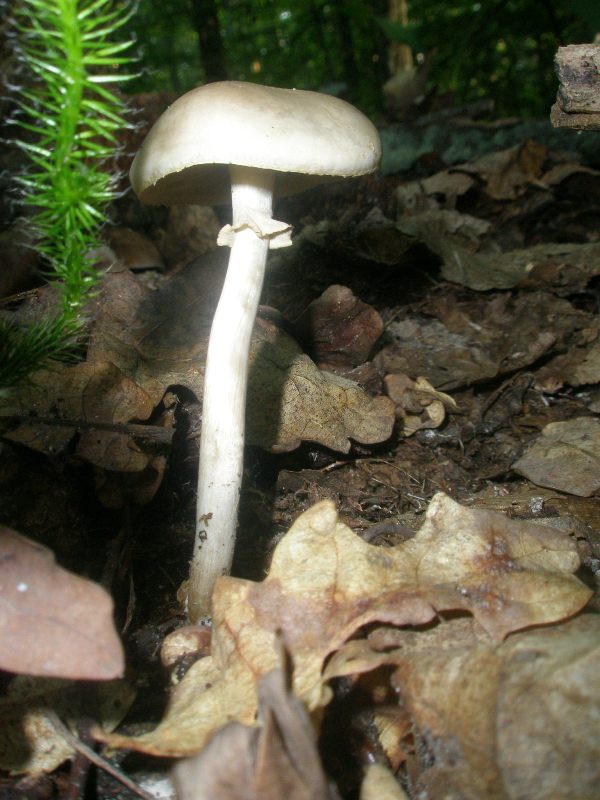 a_agrocybe_praecos1.jpg