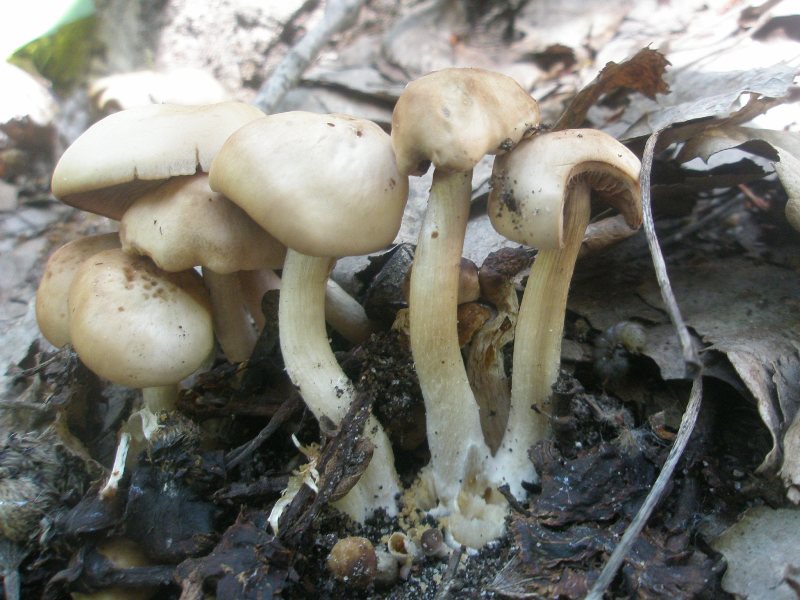 a_agrocybe_sp.jpg