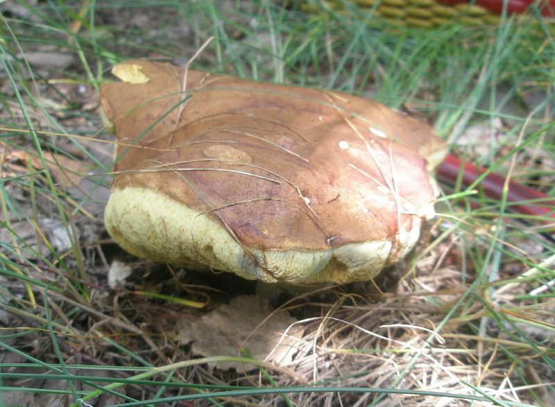 a_boletus_badius_1.jpg