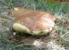 a_boletus_badius_1_t1.jpg