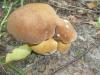 a_boletus_badius_t1.jpg