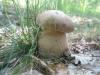 a_boletus_reticulatus1_t1.jpg