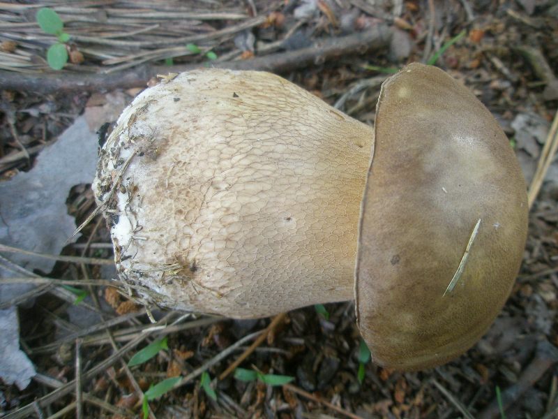 a_boletus_reticulatus1a.jpg