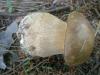 a_boletus_reticulatus1a_t1.jpg