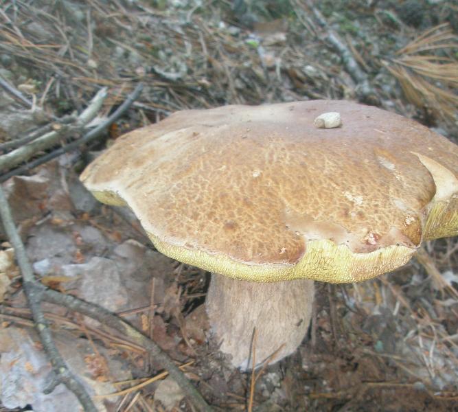 a_boletus_reticulatus_01.jpg