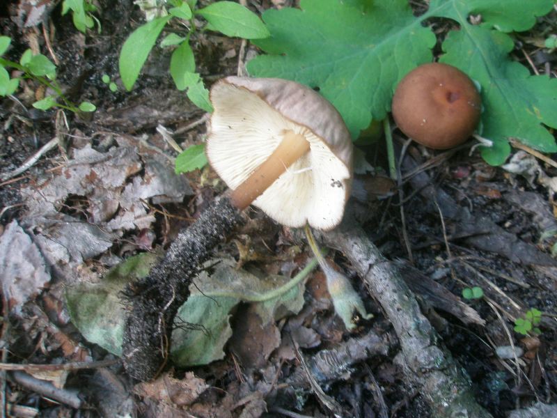 a_collybia_sp.jpg