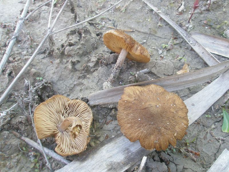 a_inocybe_terrigena.jpg