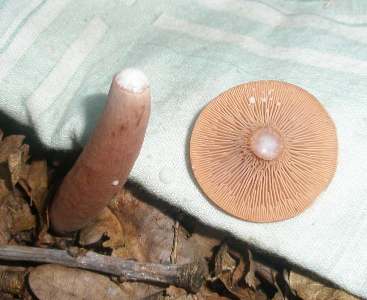 a_lactarius_camforatus1.jpg