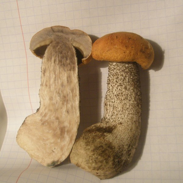 a_leccinum_versipelle_b.jpg