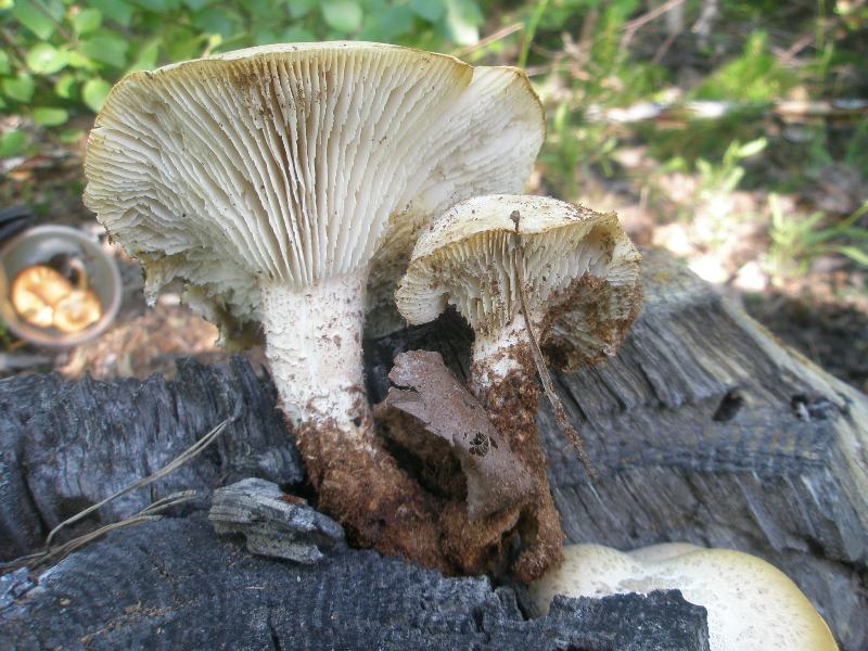 a_lentinus_lepideus_a.jpg
