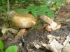 a_paxillus_involutus_t1.jpg