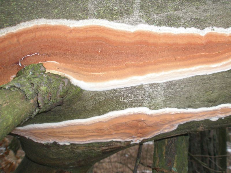 a_phellinus_contiguus_1.jpg