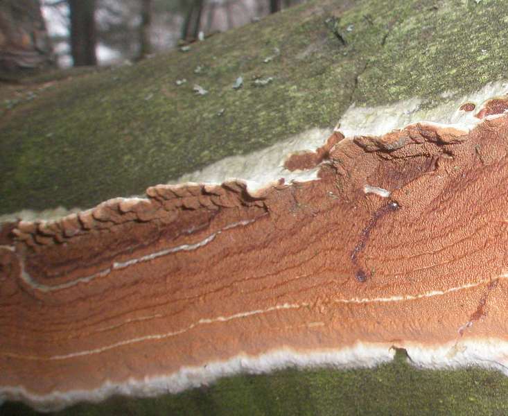 a_phellinus_contiguus_1a.jpg