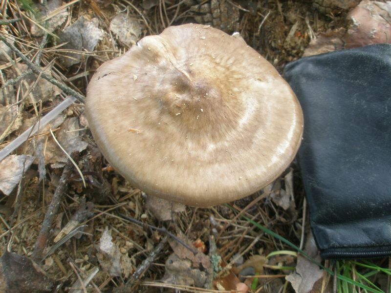 a_pluteus_cervinus.jpg