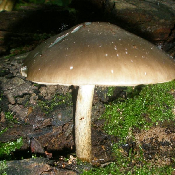a_pluteus_cervinus1.jpg