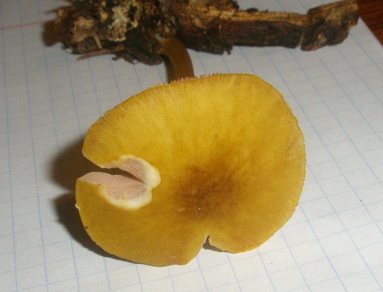 a_pluteus_leoninus1a.jpg