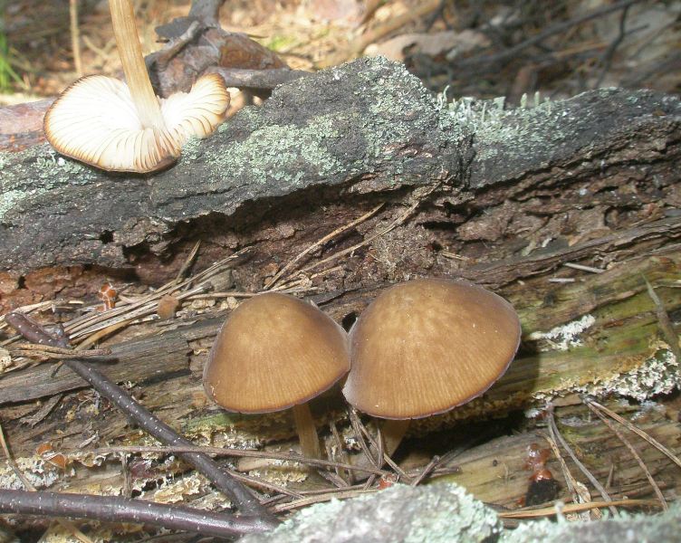 a_pluteus_podospileus.jpg