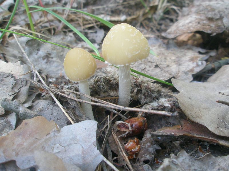 a_psathyrella_sp_1.jpg