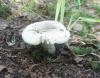 a_russula_aeruginea_t1.jpg