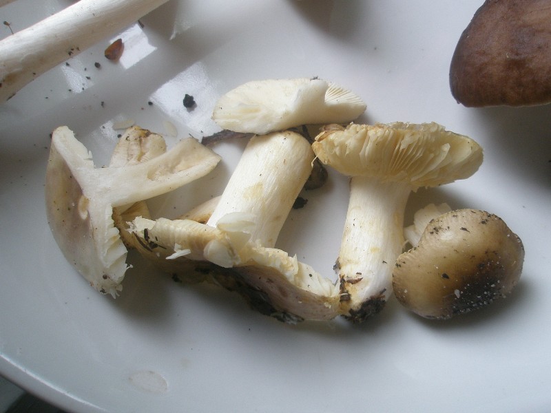 a_russula_puellaris.jpg