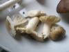 a_russula_puellaris_t1.jpg
