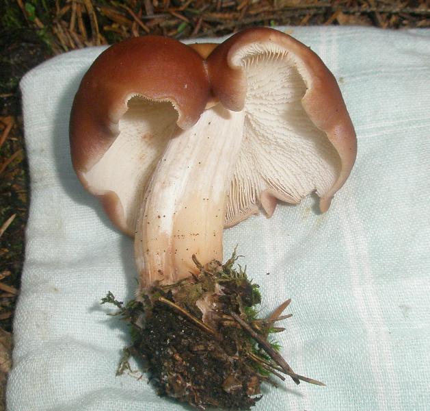 a_sp_rhodocybe_.jpg