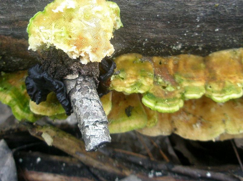 a_trametes_exydia.jpg