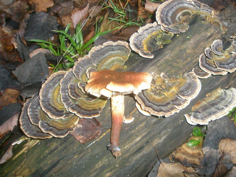 a_trametes_hypholoma.jpg