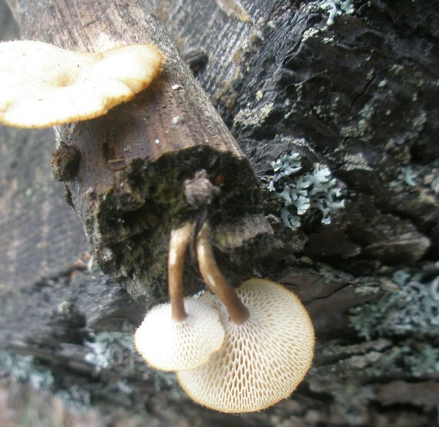 aa_polyporus_sp1.jpg