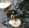 aa_polyporus_sp1_t1.jpg