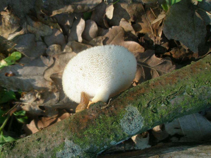 aa_polyporus_sp3.jpg