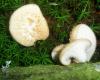 aa_polyporus_sp_2_t1.jpg