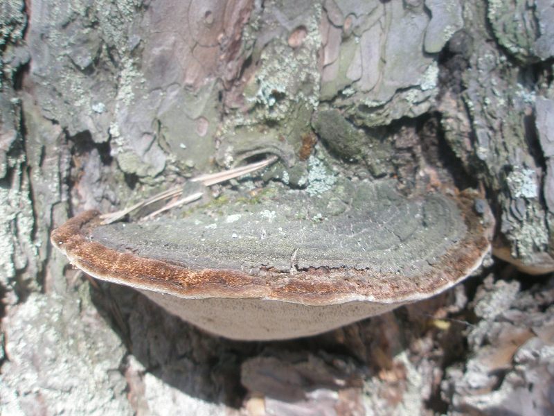 aa_trut_phellinus_pini.jpg