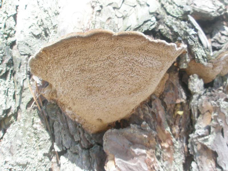 aa_trut_phellinus_pini_a.jpg