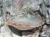 aa_trut_phellinus_pini_t1.jpg