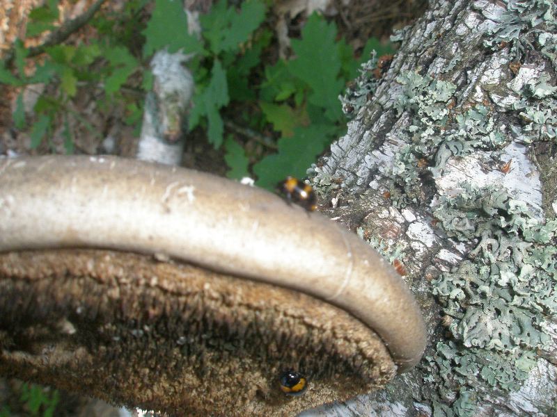 aa_trut_piptoporus_betulinus.jpg