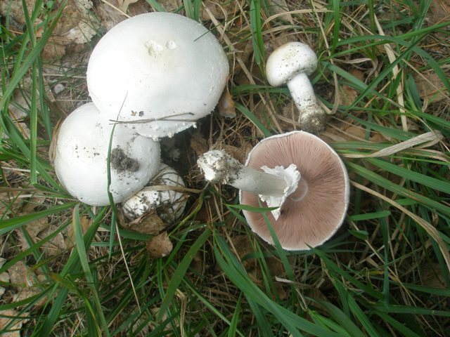 agaricus_arvensis_1.jpg