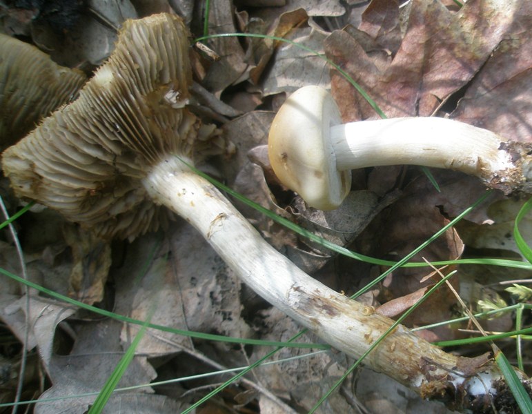 agrocybe_praecos_1.jpg