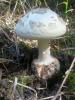 amanita_citrina_1_t1_1.jpg