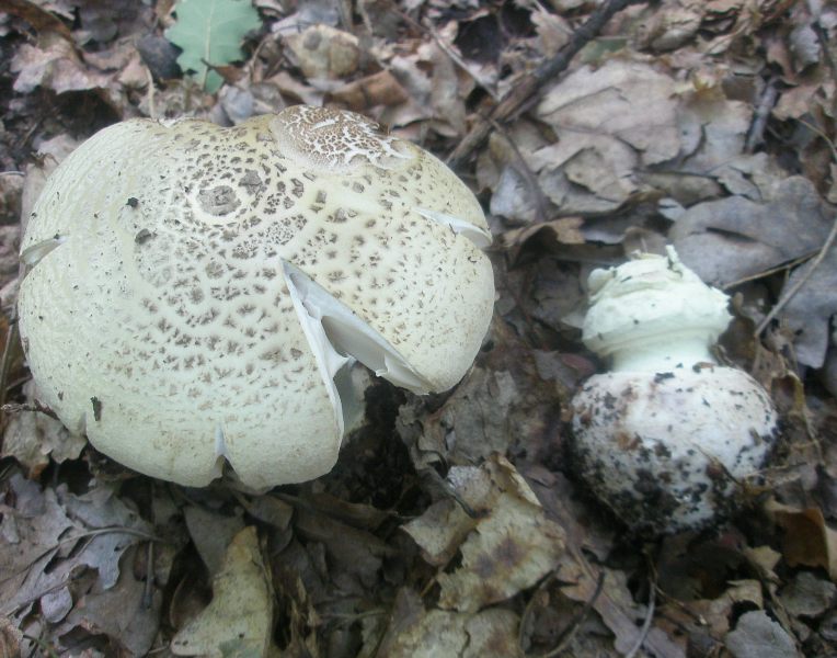 amanita_citrina_2.jpg