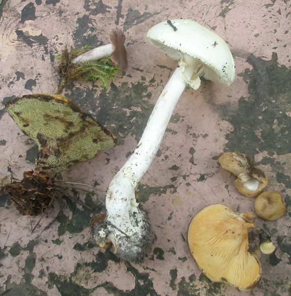 amanita_citrina_3.jpg