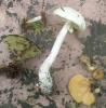amanita_citrina_3_t1.jpg