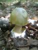 amanita_phaloides_1_t1.jpg