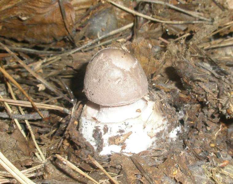 amanita_porphyria_1_1.jpg