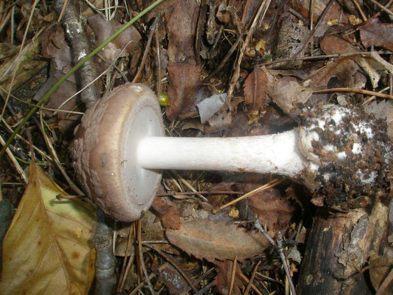 amanita_porphyria_4.jpg
