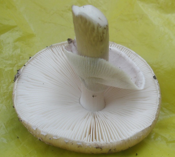 amanita_porphyria_5.jpg