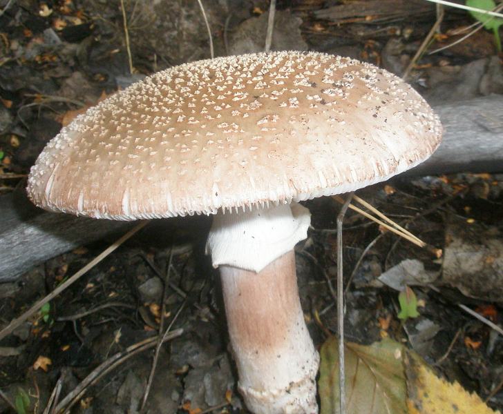 amanita_rubescens_2_1.jpg